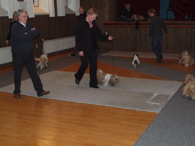 Shih Tzu Danmark